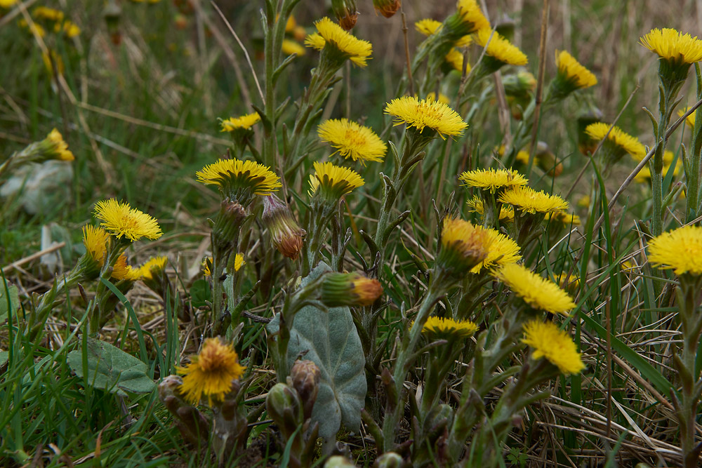 Coltsfoot05041723