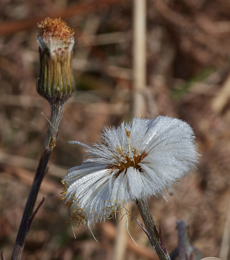 Coltsfoot0504175