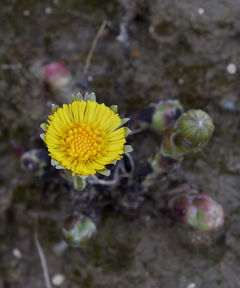 Coltsfoot0803171
