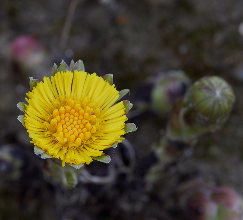 Coltsfoot0803172