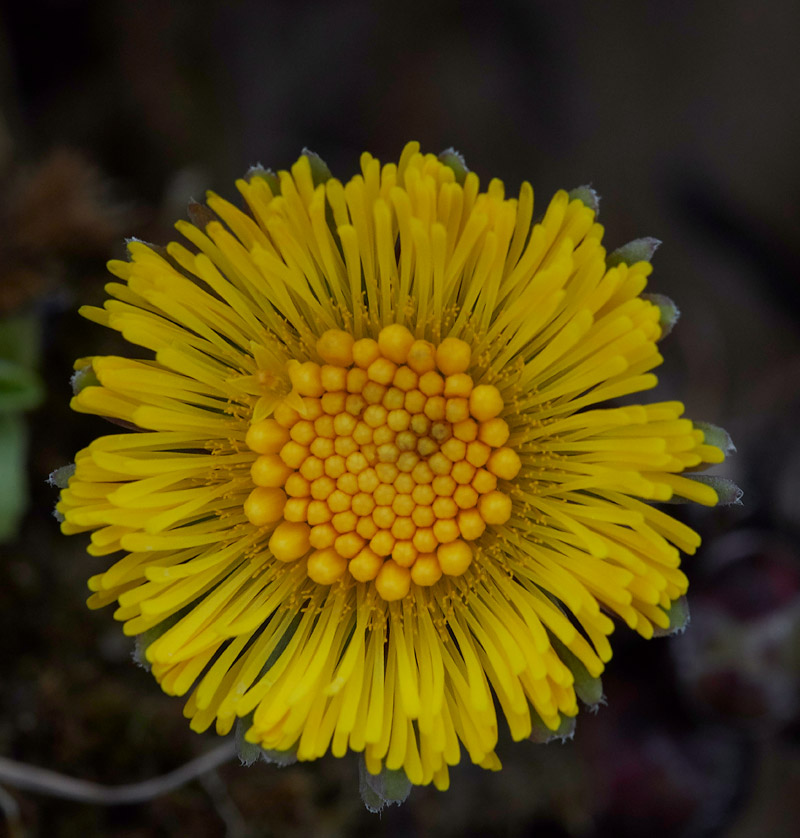 Coltsfoot0803175
