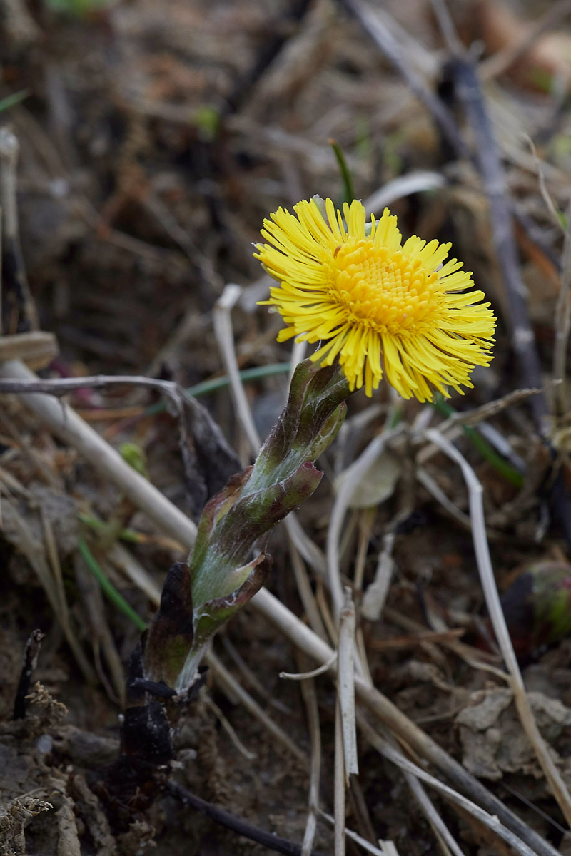 Coltsfoot0803177