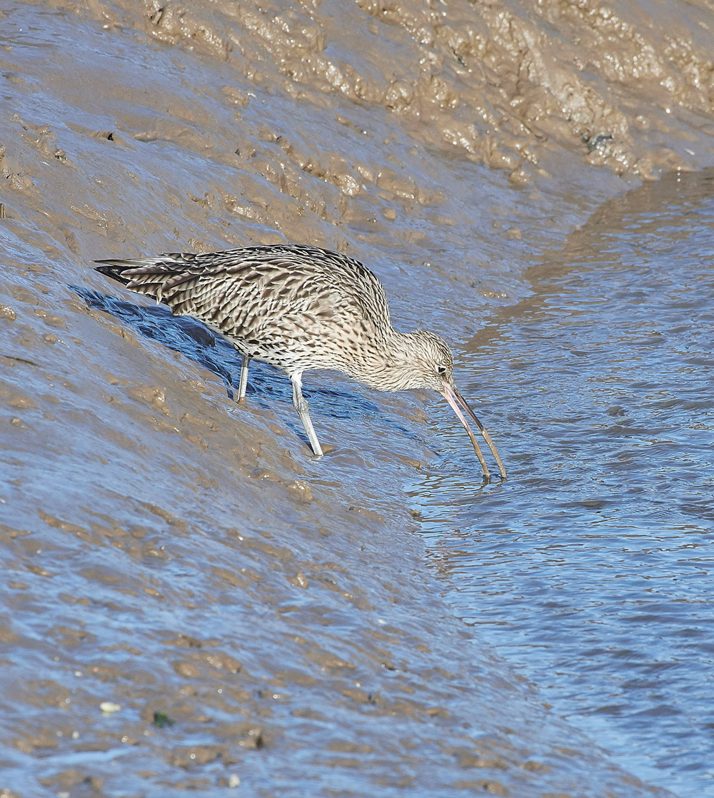 Curlew101117-10