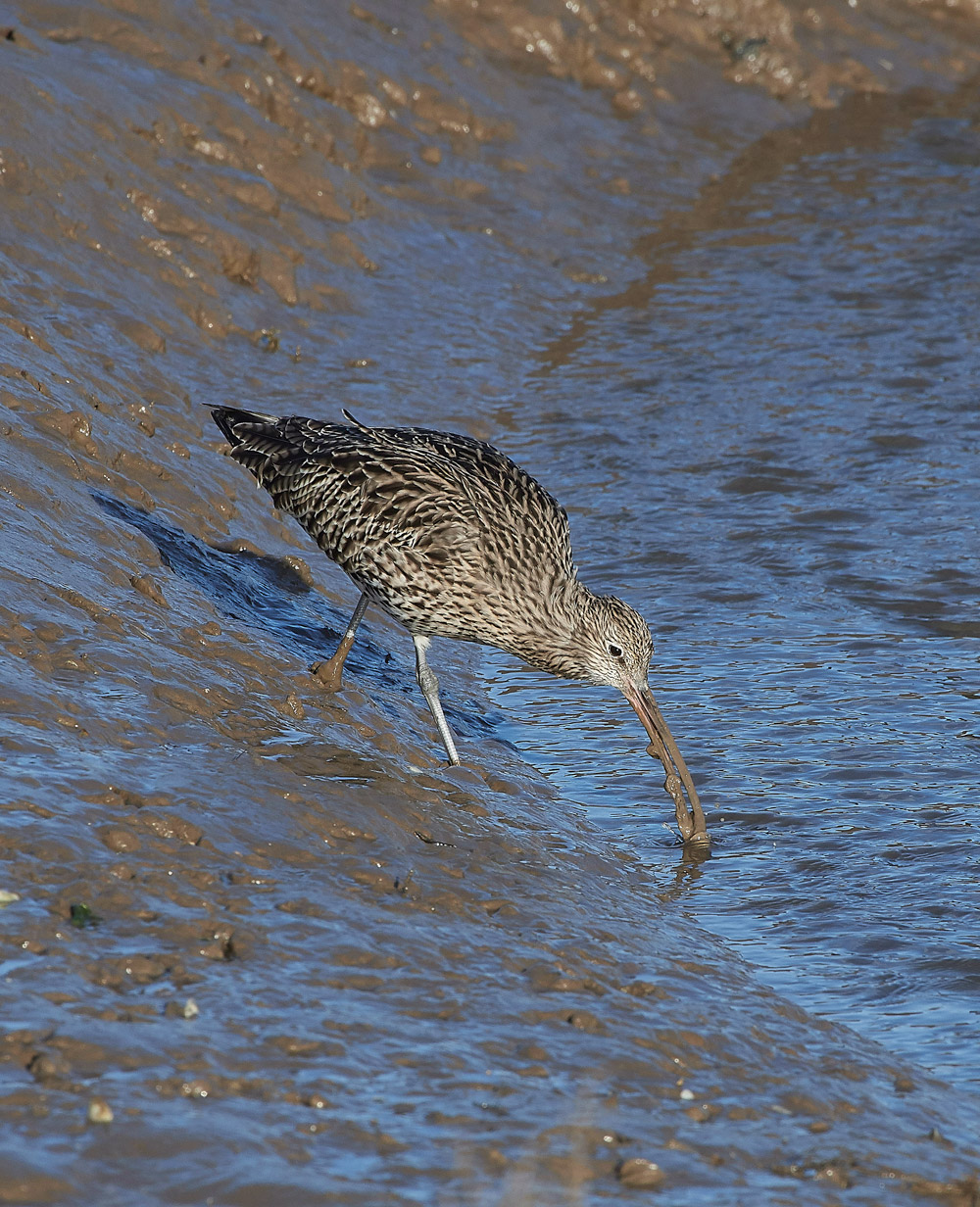 Curlew101117-11