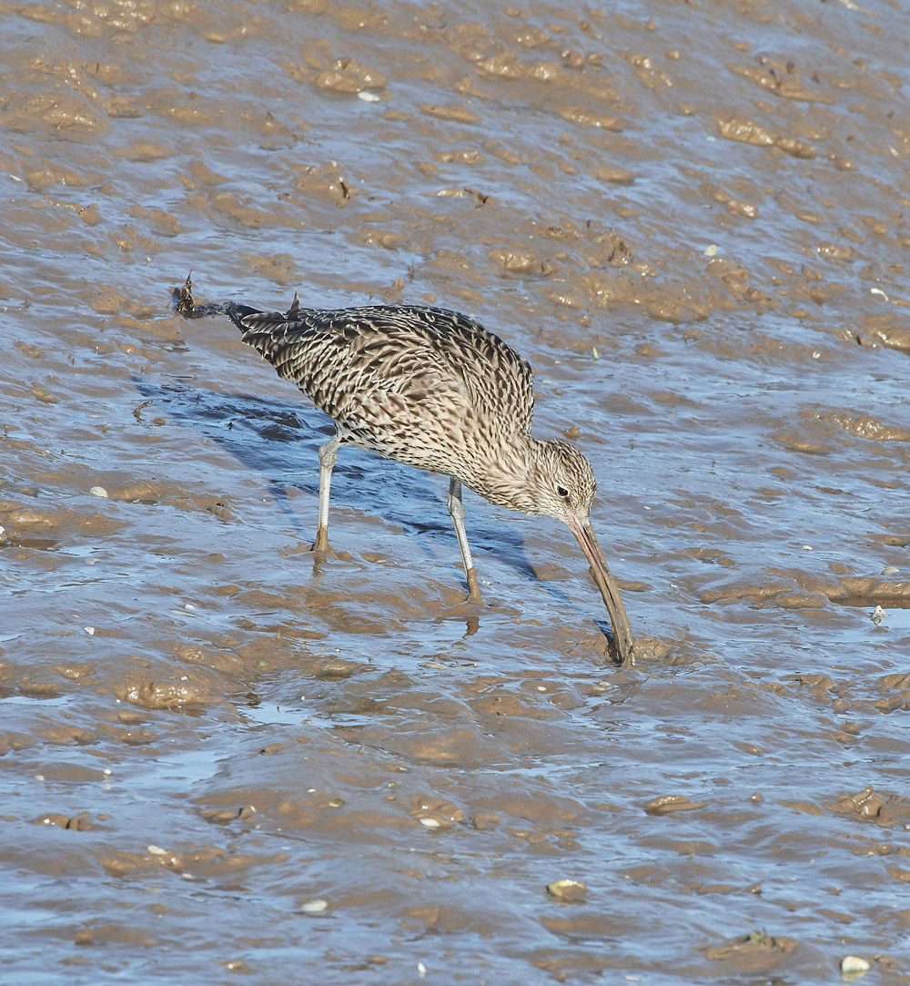 Curlew101117-12