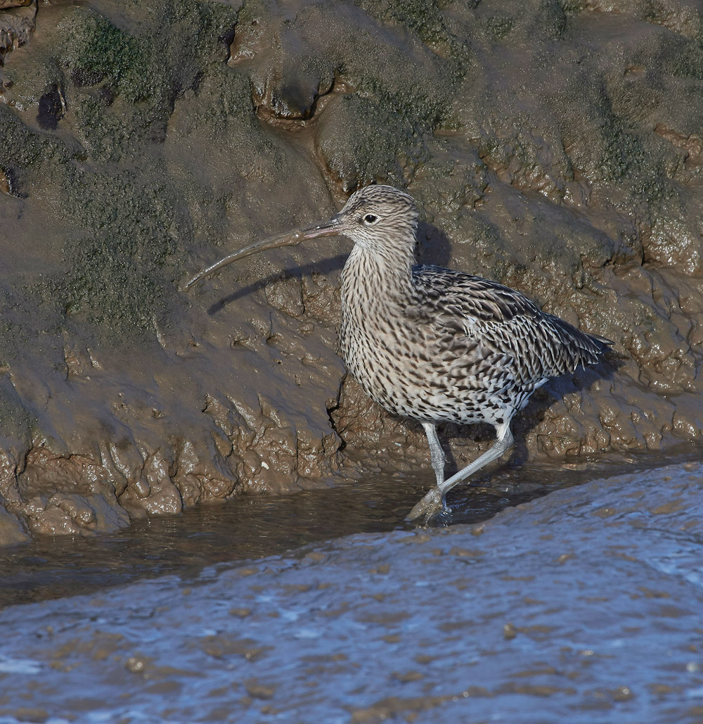 Curlew101117-13