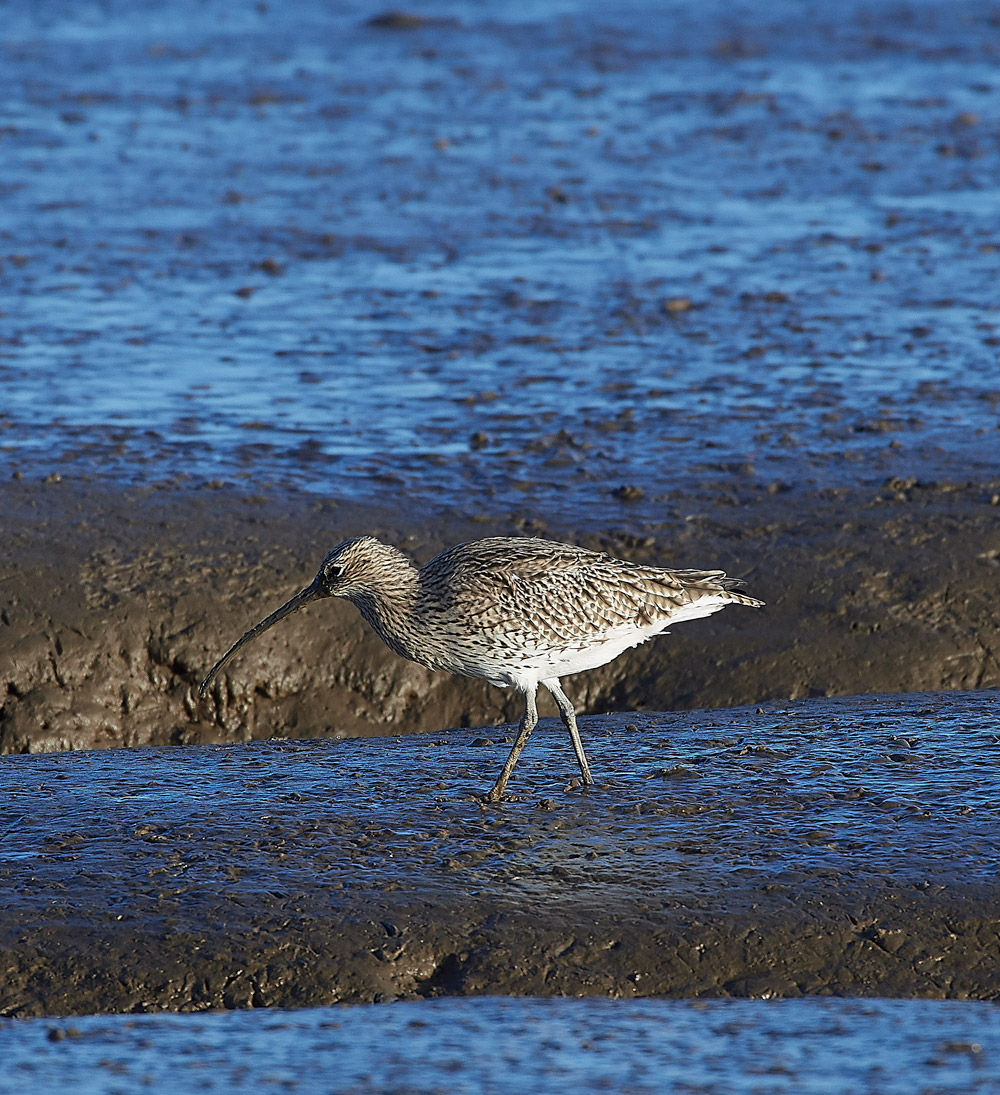 Curlew101117-14
