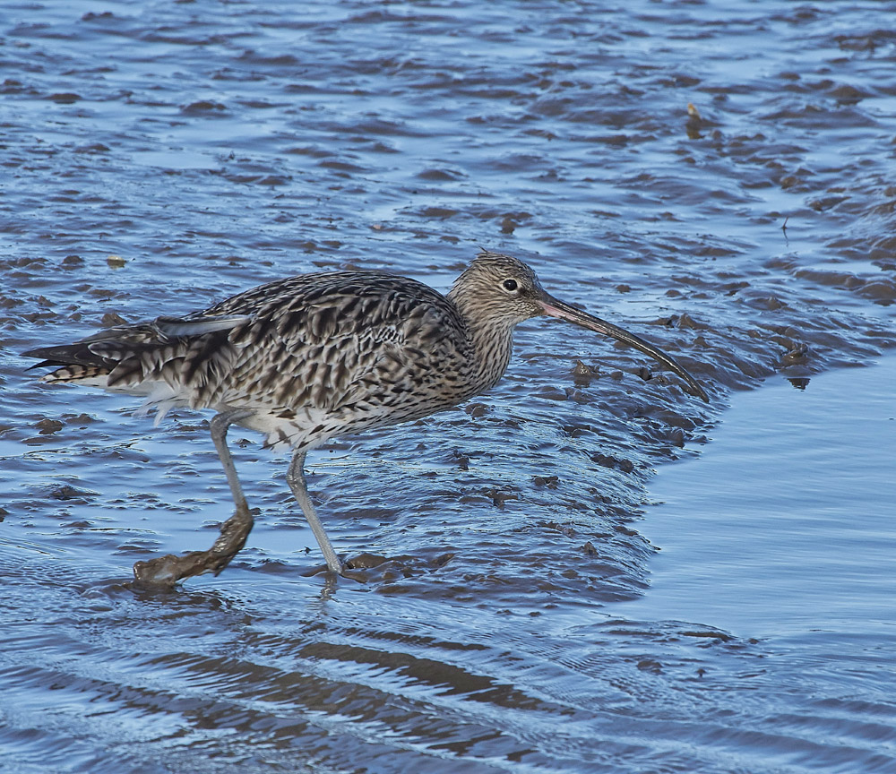 Curlew101117-2
