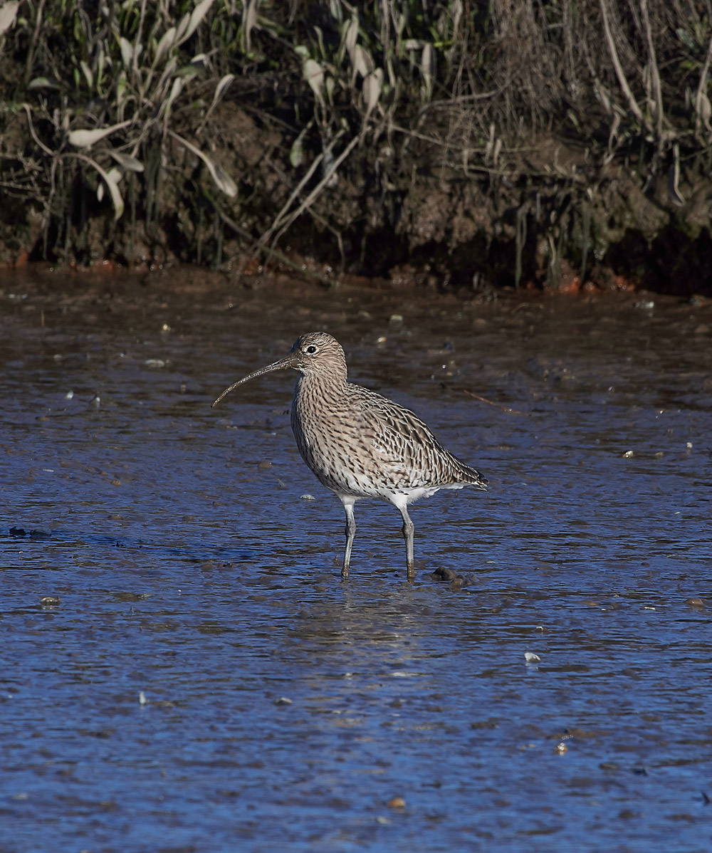 Curlew101117-3