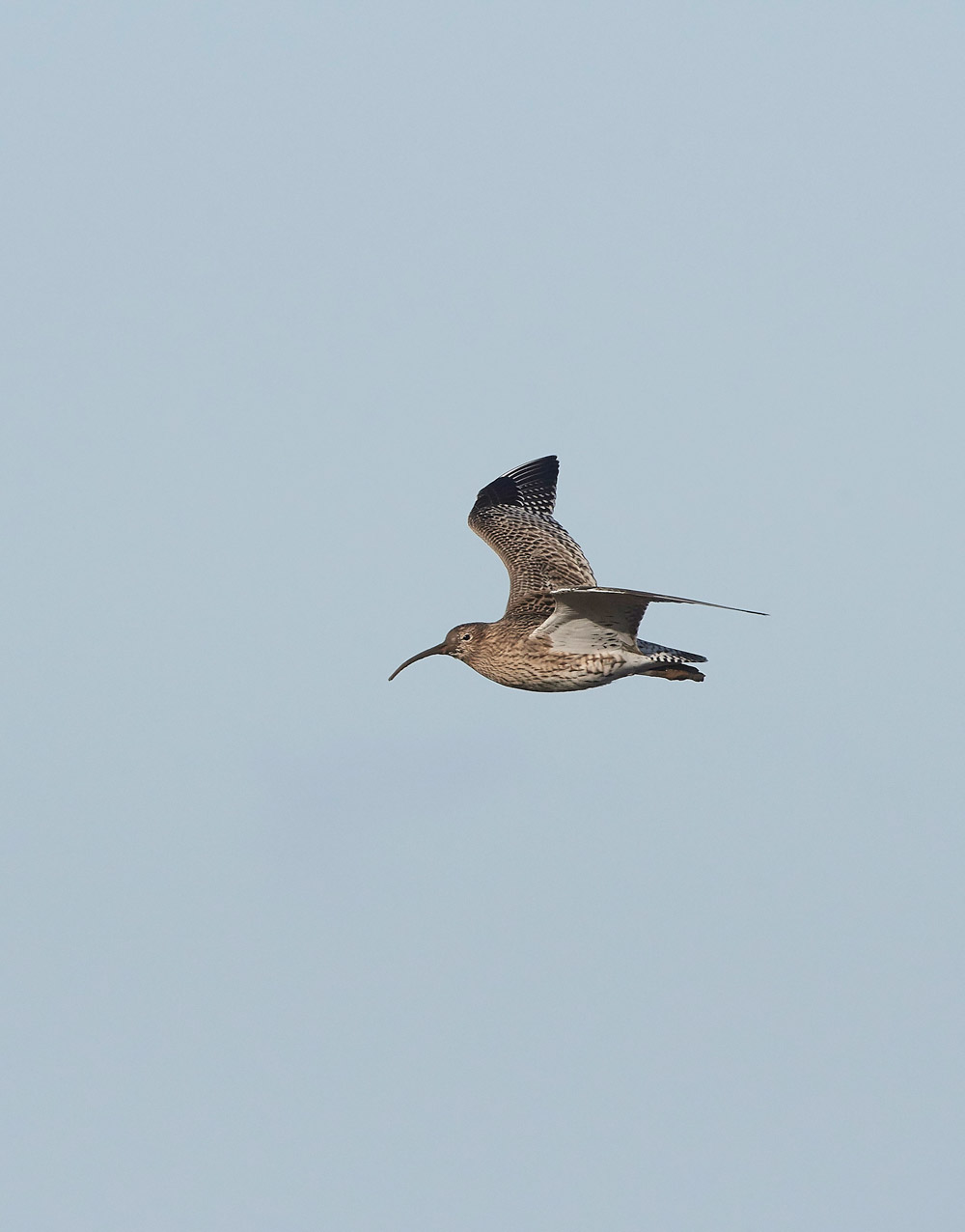 Curlew101117-4