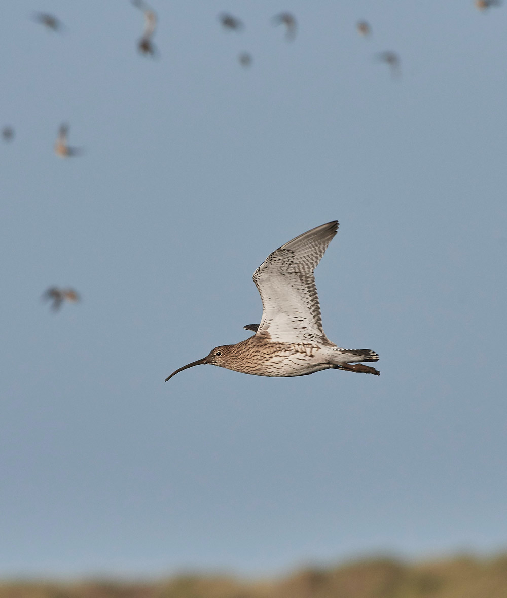 Curlew101117-6