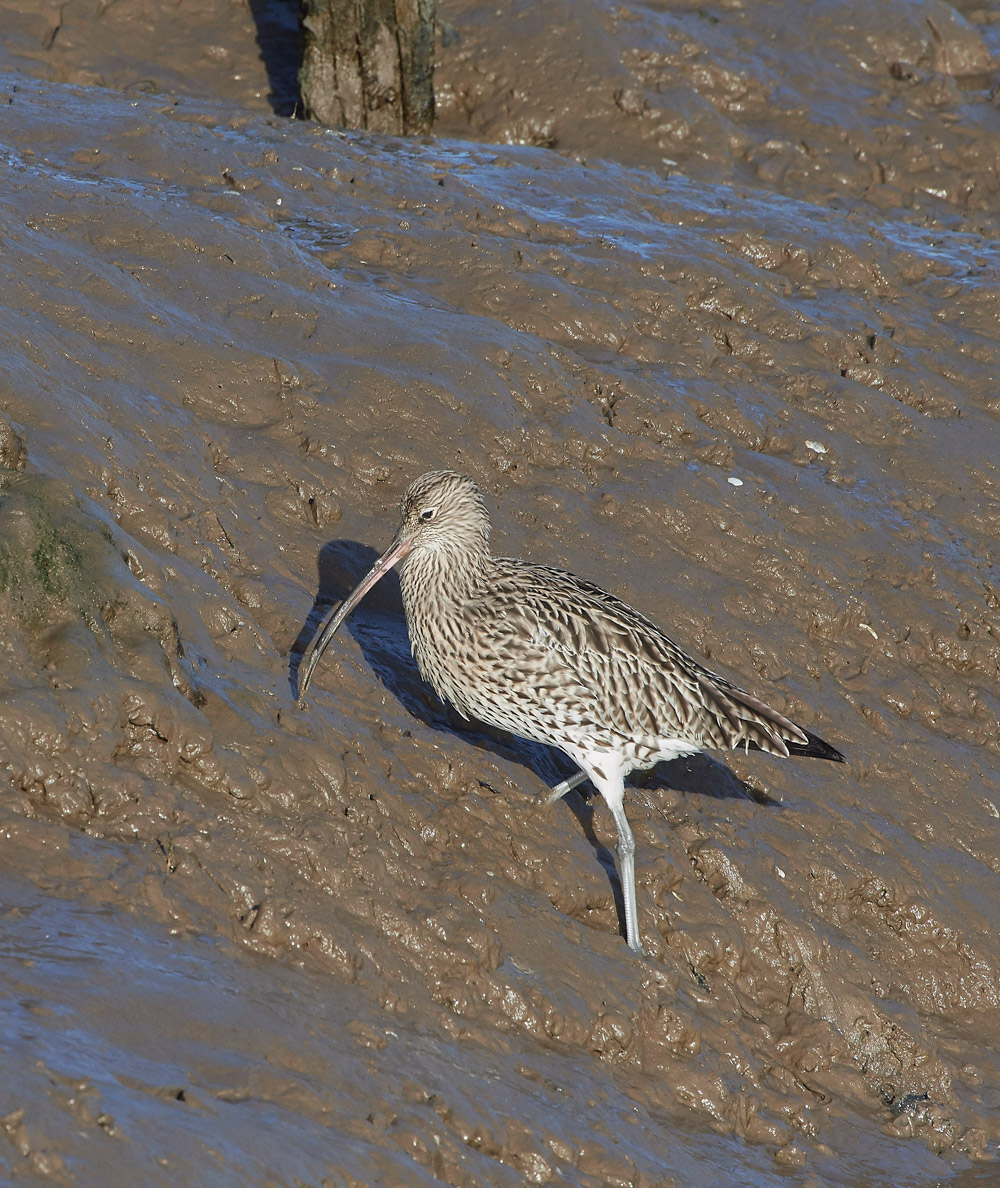 Curlew101117-8