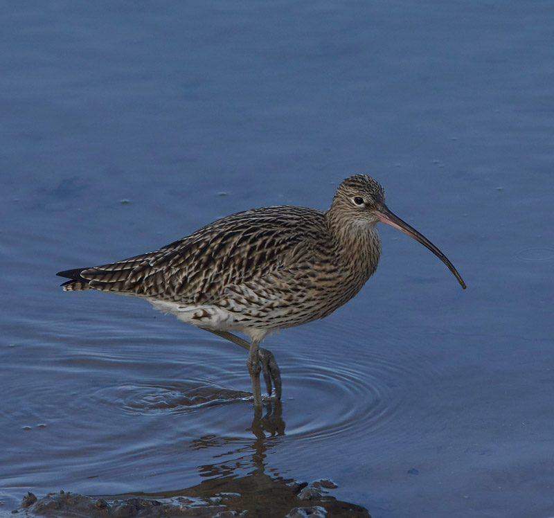 Curlew2012161