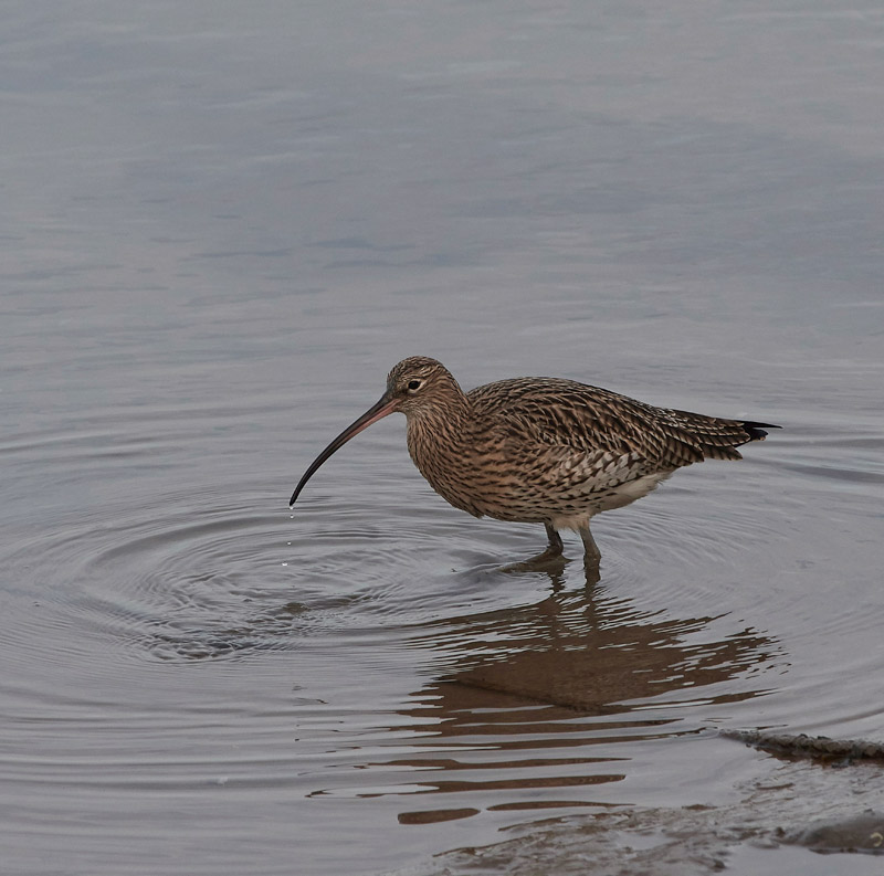Curlew2012162