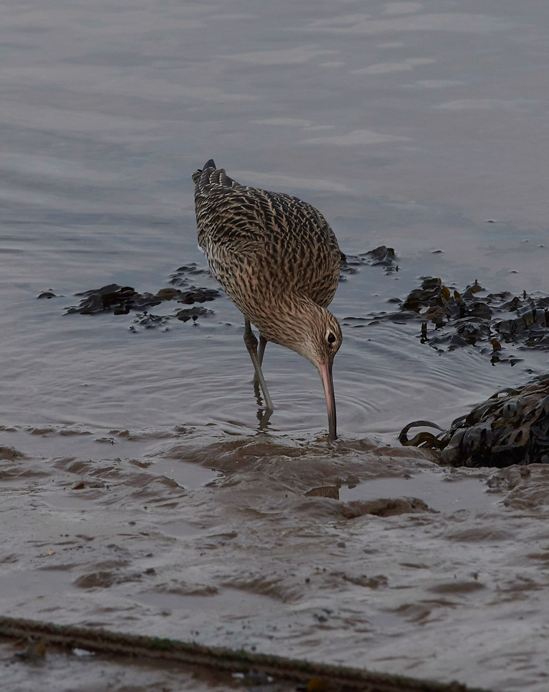 Curlew2012163