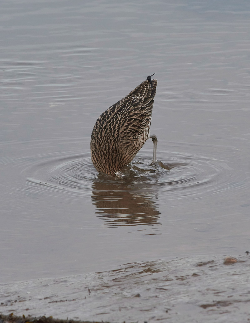 Curlew2012164