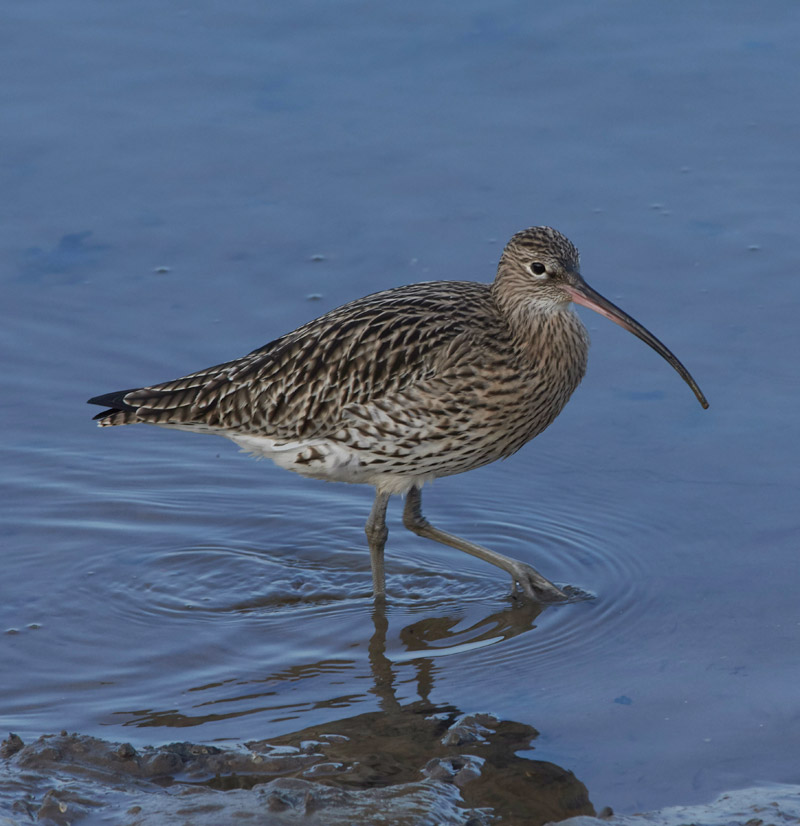 Curlew2012165