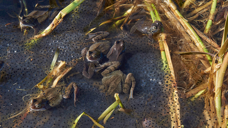 Frogs0903171