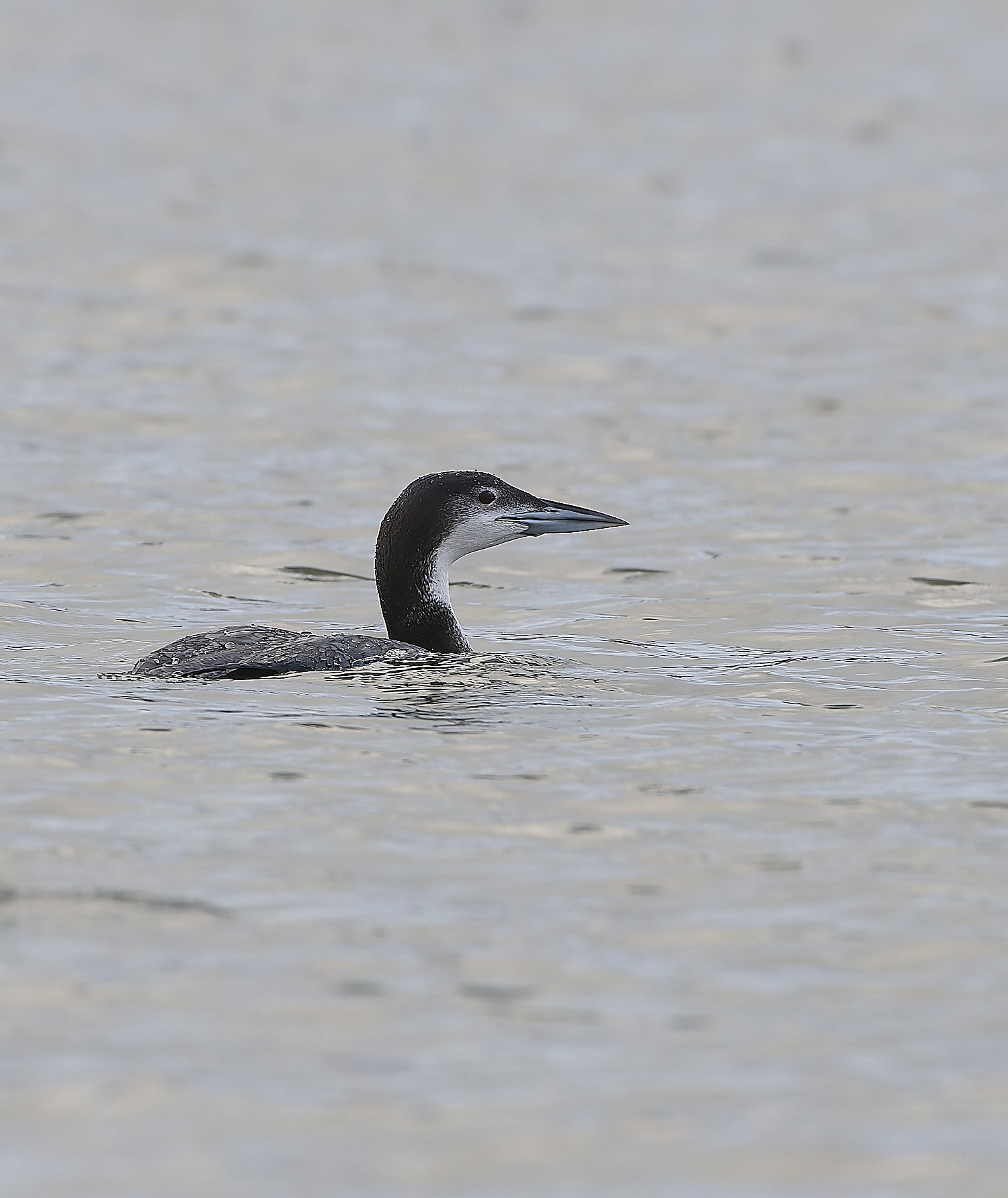 GreatNorthernDiver151217-1-NEF-