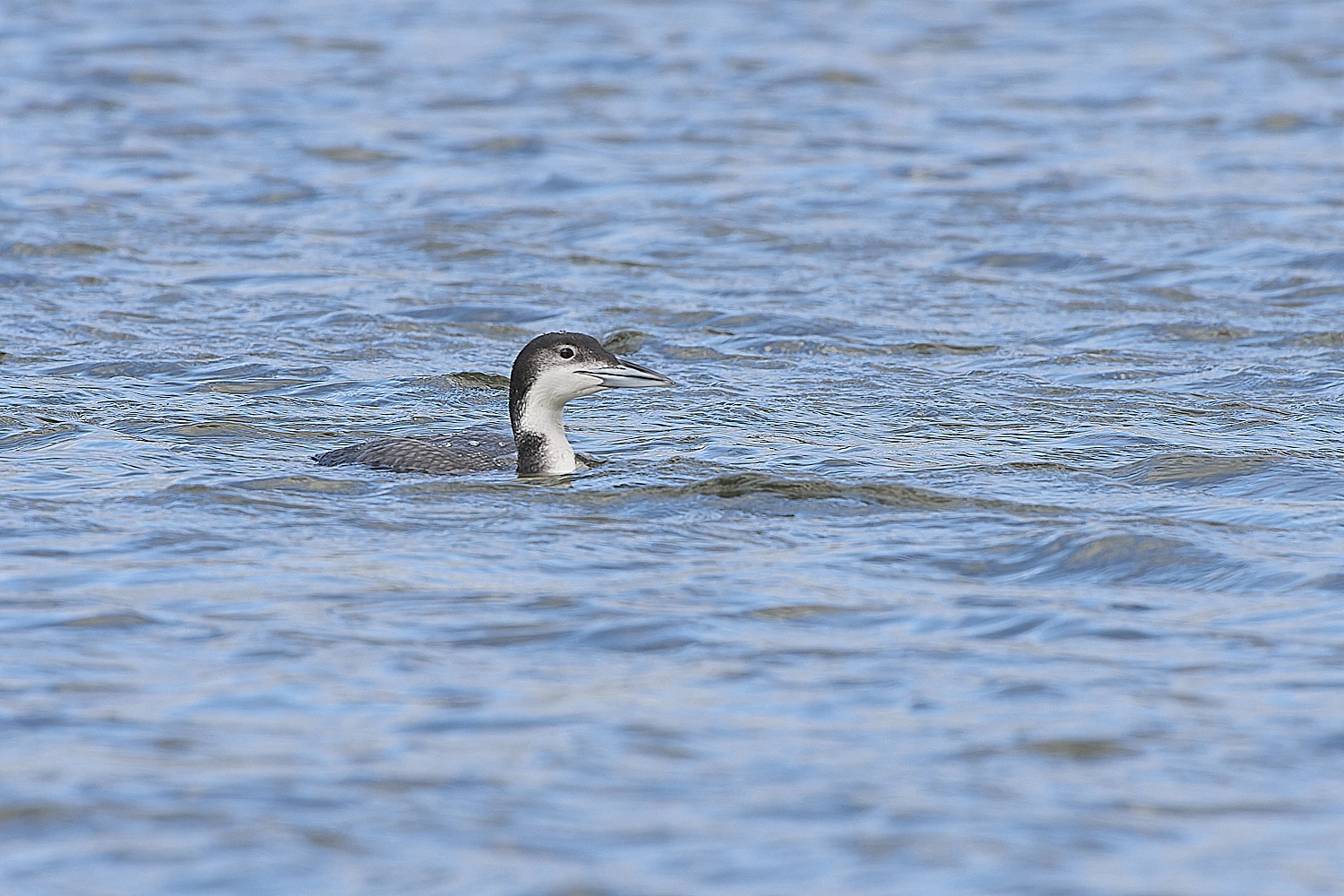 GreatNorthernDiver151217-10-NEF-