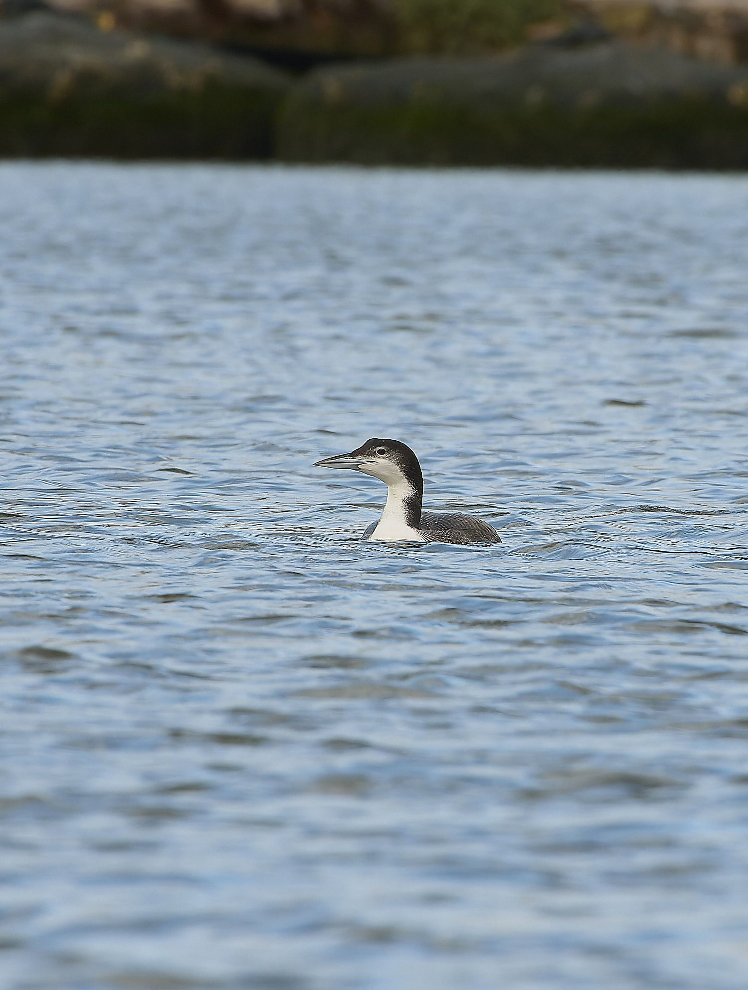 GreatNorthernDiver151217-3-NEF-