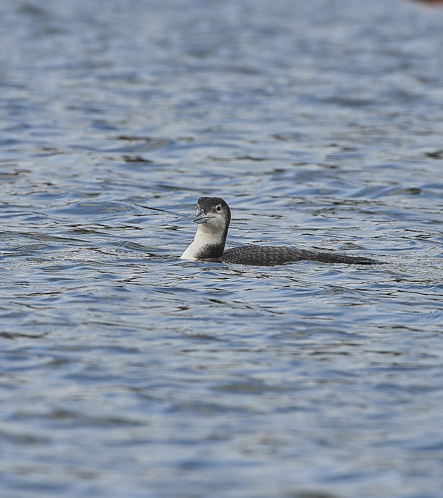 GreatNorthernDiver151217-4-NEF-