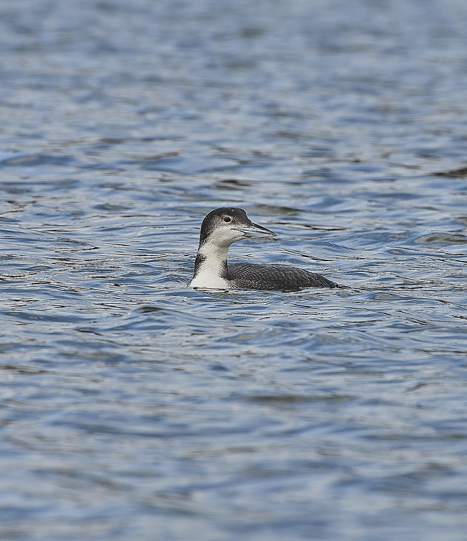 GreatNorthernDiver151217-5-NEF-