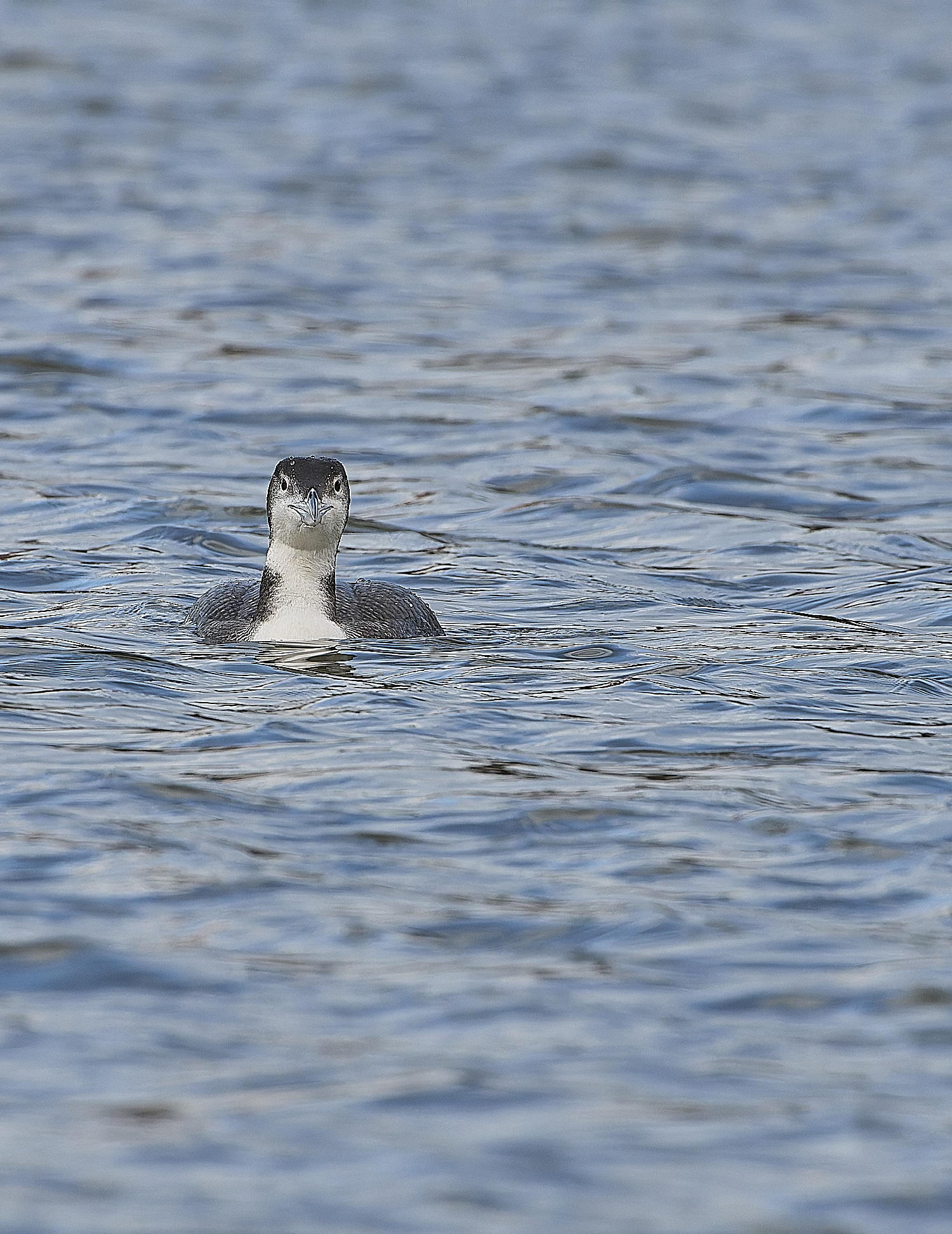 GreatNorthernDiver151217-6-NEF-