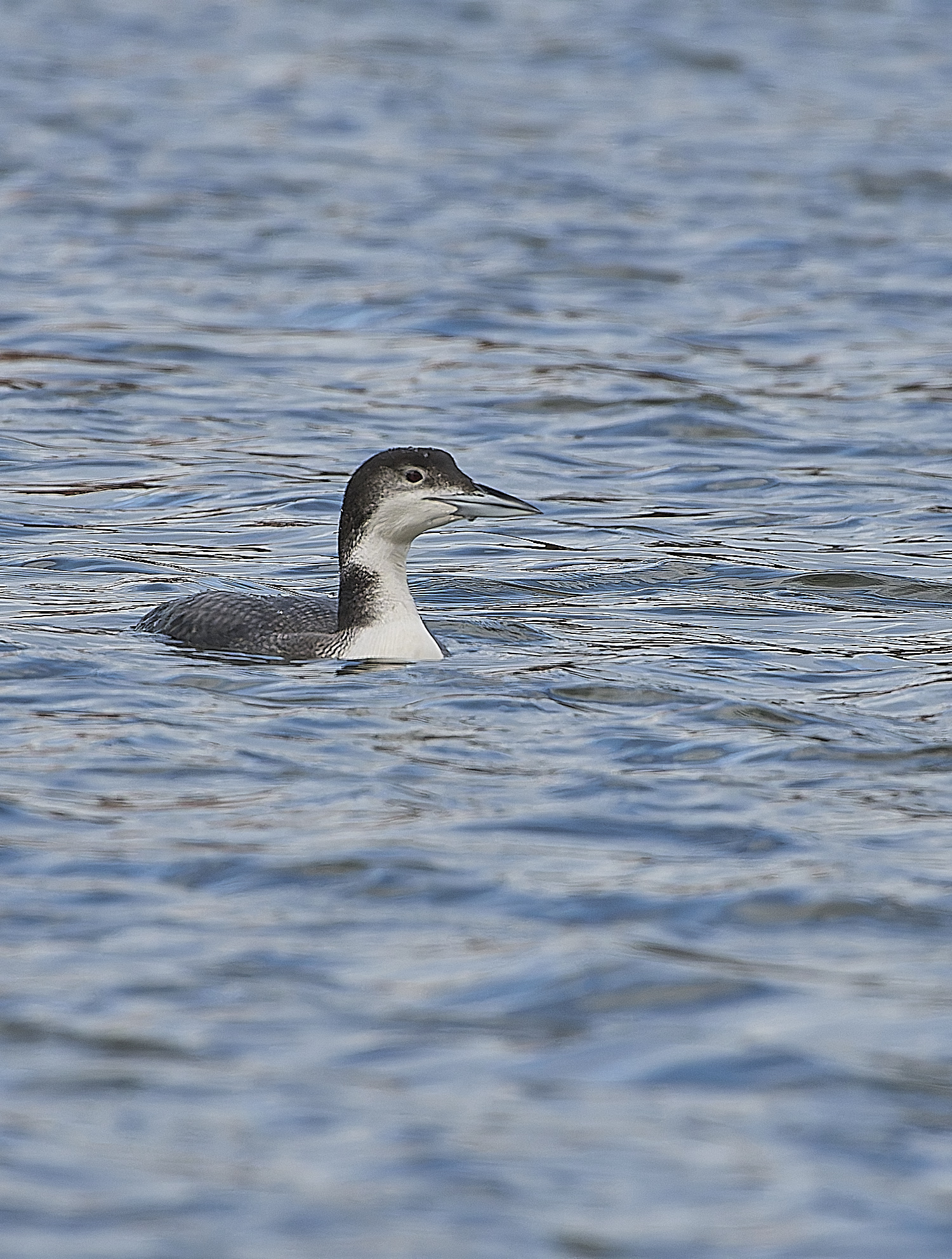 GreatNorthernDiver151217-7-NEF-