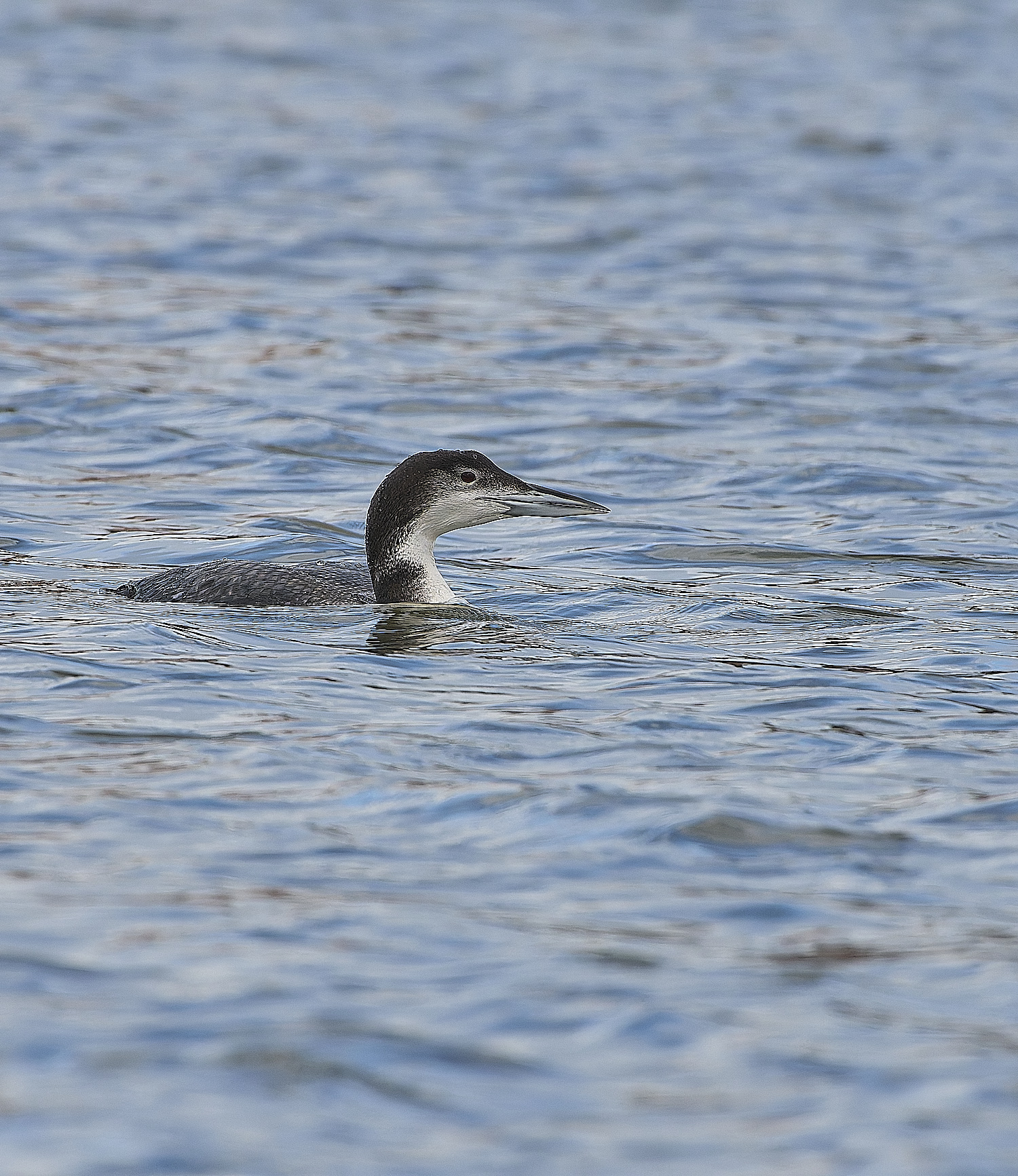 GreatNorthernDiver151217-8-NEF-