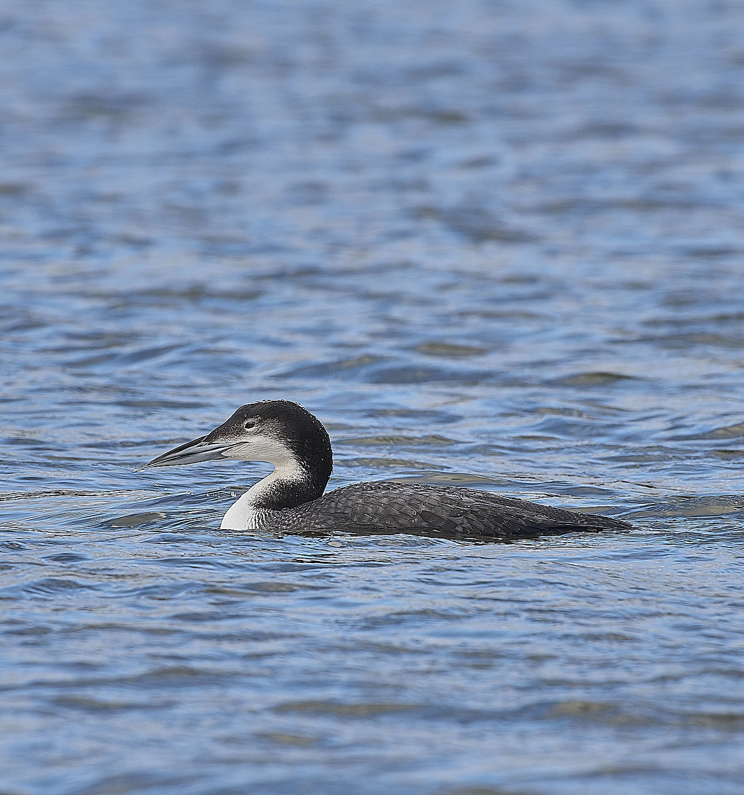 GreatNorthernDiver151217-9-NEF-