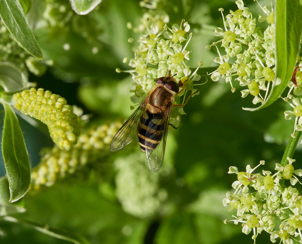 Hoverfly0904171