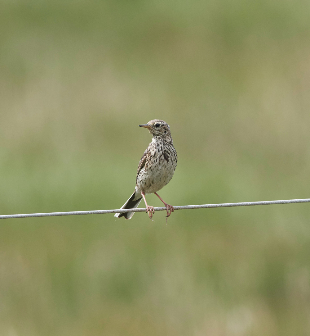 MeadowPipit030717-1