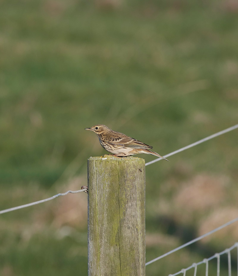 MeadowPipit0904171