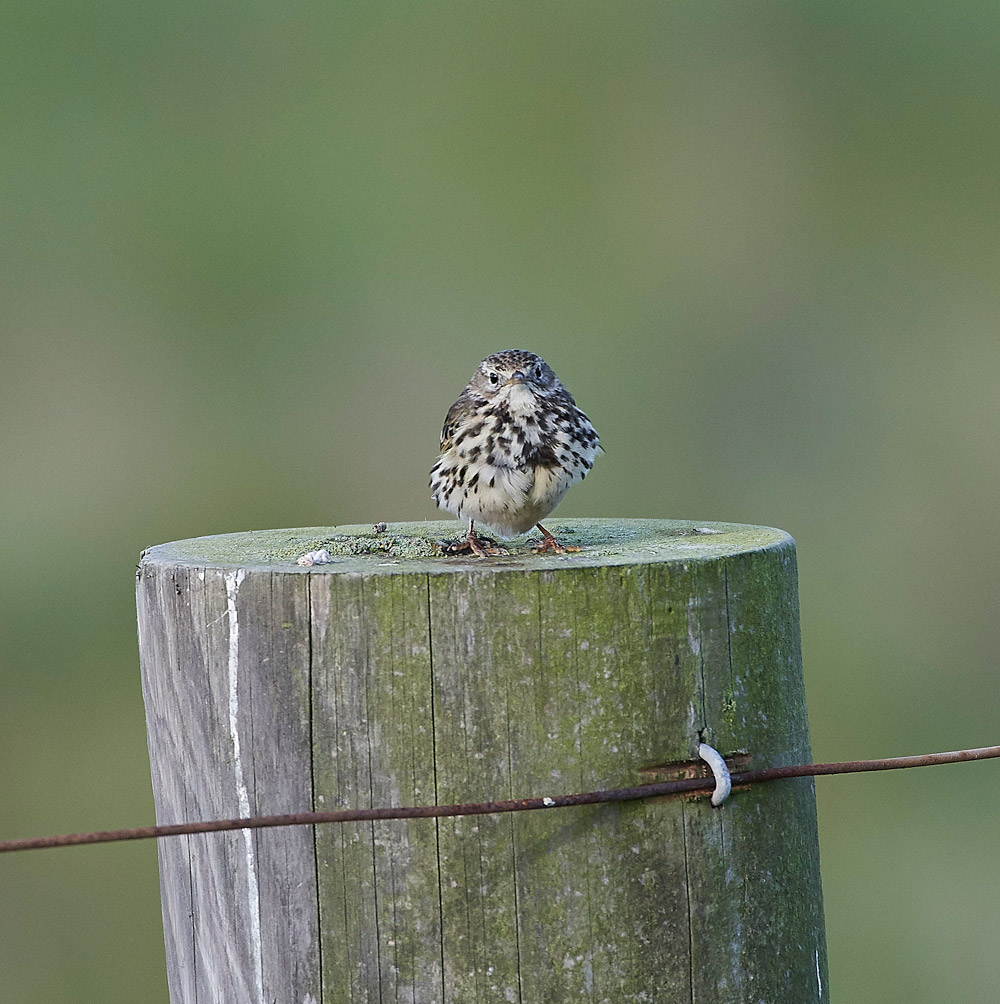 MeadowPipit210517-1