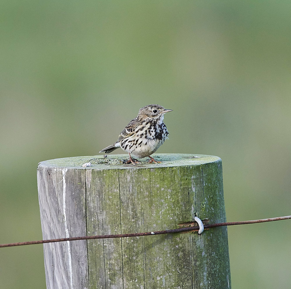 MeadowPipit210517-2