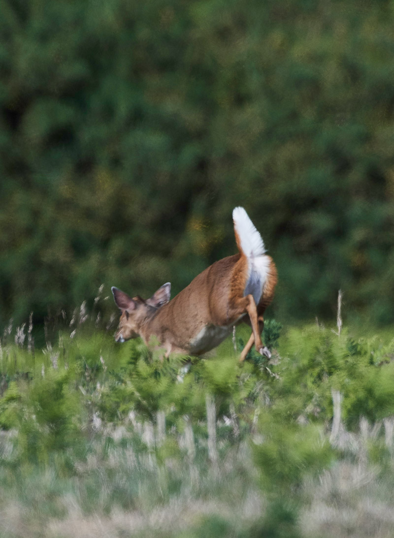 Muntjac240317
