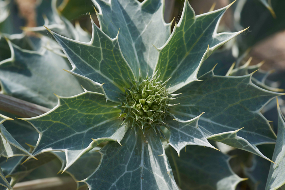 SeaHolly150617-1