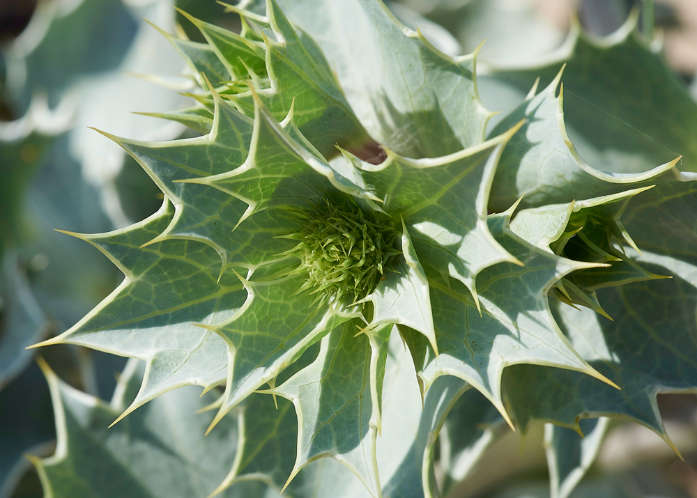 SeaHolly150617-3