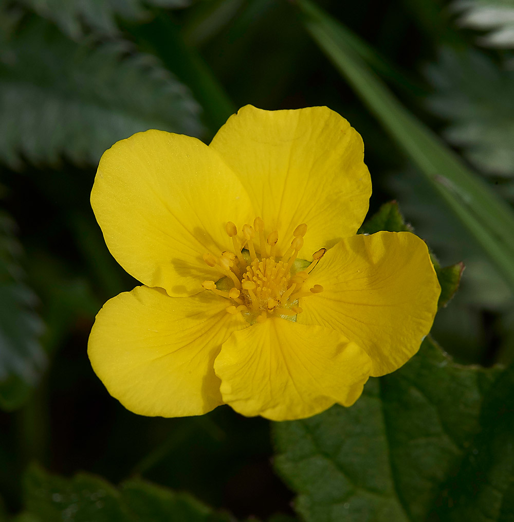 SilverWeed310517-1