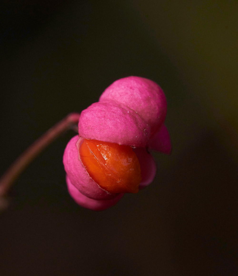 Spindle240917-1