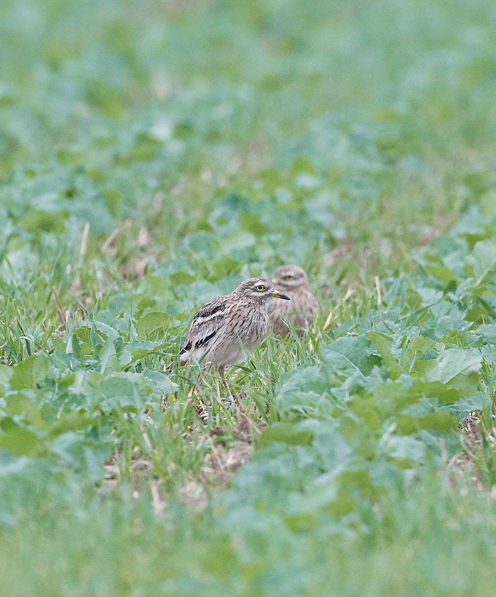 StoneCurlew050917-2