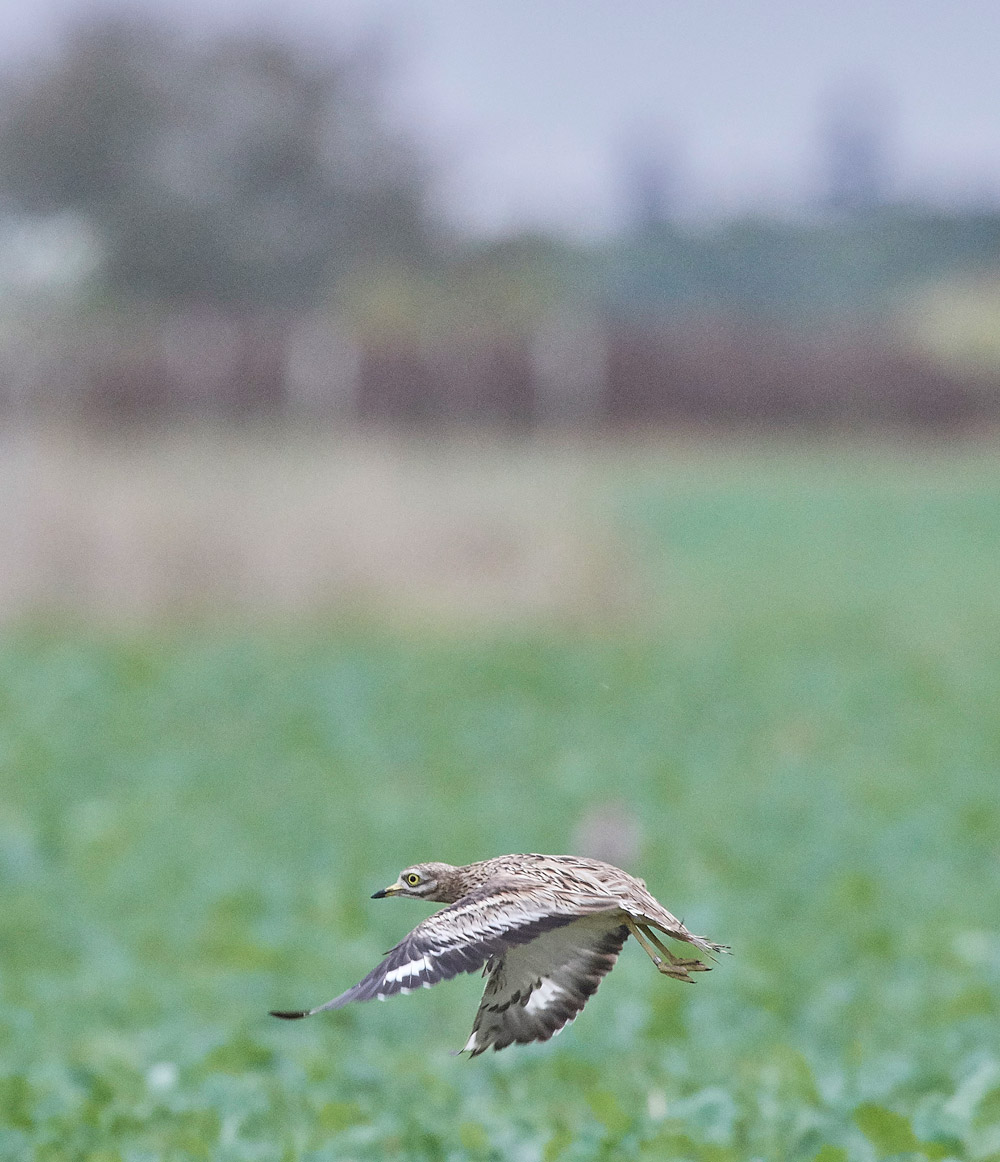 StoneCurlew050917-3